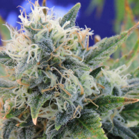 Girl Scout Cookies Feminised Cannabis Seeds | Original Sensible Seeds Company