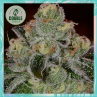 Girl Scout Cookies Auto Feminised Cannabis Seeds - Double Seeds