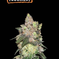 Girl Scout Cookies Feminised Cannabis Seeds | Seed Stockers.