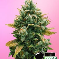 Godfather Bomb Feminised Cannabis Seeds | Bomb Seeds