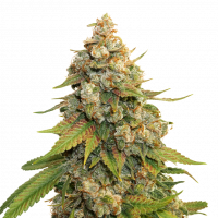 Golden Lemon Haze Feminised  Cannabis Seeds | Seed Stockers