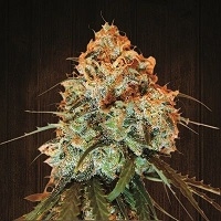 Golden Tiger Feminised Cannabis Seeds | Ace Seeds