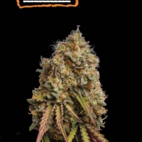 Gorilla Cookies Auto Feminised Cannabis Seeds | Seed Stockers