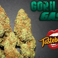 Gorilla Gas Auto Feminised Cannabis Seeds - Tastebudz.