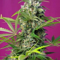 Gorilla Girl F1 Version Feminised Cannabis Seeds | Sweet Seeds.