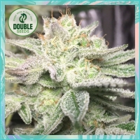 Gorilla Glue Auto Feminised Cannabis Seeds - Double Seeds