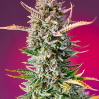 Gorilla Sherbet F1 Fast Version Feminised Cannabis Seeds | Sweet Seeds.