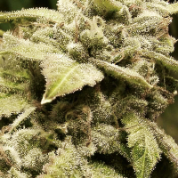 Gorilla White Widow Feminised Cannabis Seeds | Expert Seeds