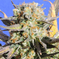 Grandaddy Black Feminised Cannabis Seeds | Original Sensible Seeds Company