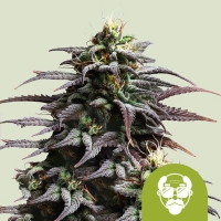 Grandaddy Purple Auto Feminised Cannabis Seeds | Royal Queen Seeds.