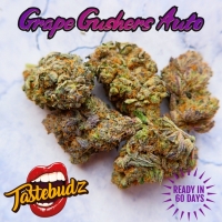 Grape Gushers Feminised Cannabis Seeds - Tastebudz.