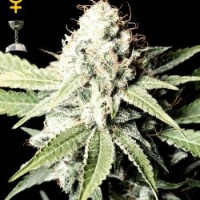 Great White Shark Feminised Cannabis Seeds | Green House Seeds 