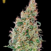 Green-O-Matic Feminised Cannabis Seeds | Green House Seeds.