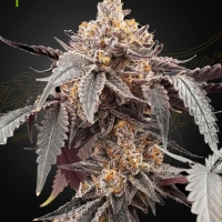Guava X Gelato 41 Auto Feminised Cannabis Seeds | Green House Seeds.