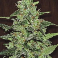 Guawi Feminised Cannabis Seeds | Ace Seeds.