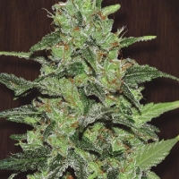 Guawi Regular Cannabis Seeds | Ace Seeds.