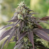 707 Headband Feminised Cannabis Seeds