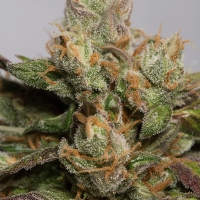 707 Truthband by Emerald Mountain Feminised Cannabis Seeds | Humbolt Seeds Organisation