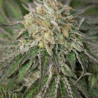 Amherst Sour Diesel Feminised Cannabis Seeds | Humboldt Seeds Organisation