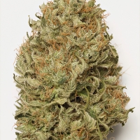 Blue Dream Auto Feminised Cannabis Seeds | Humbolt Seeds Organisation