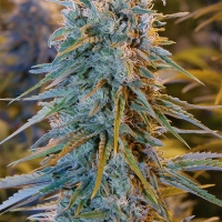 Blue Dream Feminised Cannabis Seeds | Humbolt Seeds Organisation