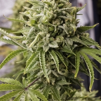 Bubba Kush Auto Feminised Cannabis Seeds | Humbolt Seeds Organisation