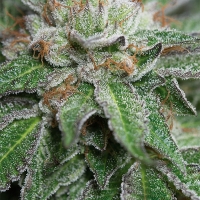 Bubba Kush Regular Cannabis Seeds | Humbolt Seeds Organisation