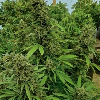 Chemdawg Regular Cannabis Seeds | Humbolt Seeds Organisation