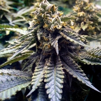 Chocolate Mint OG Feminised Cannabis Seeds | Humbolt Seeds Organisation