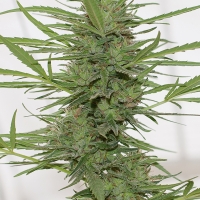 Dedoverde Haze Auto Feminised Cannabis Seeds | Humbolt Seeds Organisation