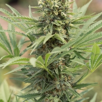 Dedoverde Haze Feminised Cannabis Seeds | Humbolt Seeds Organisation