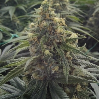 Desert Diesel Feminised Cannabis Seeds | Humbolt Seeds Organisation