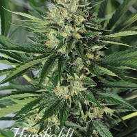 Dr Greenthumb's EM Dog by B Real Feminised Cannabis Seeds | Humbolt Seeds Organisation
