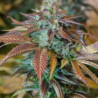 Lemon Kush Headband Feminised Cannabis Seeds