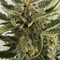 Lost Coast Skunk Auto Feminised Cannabis Seeds | Humboldt Seed Organisation