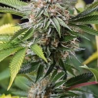 Mango Sapphire Feminised Cannabis Seeds | Humboldt Seed Organisation