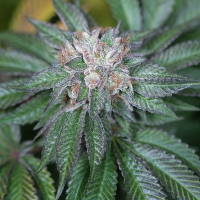 Master Kush Feminised Cannabis Seeds | Humboldt Seed Organisation