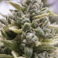 OG Kush Auto Feminised Cannabis Seeds | Humboldt Seed Organisation