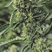 OG Kush Regular Cannabis Seeds | Humboldt Seed Organisation