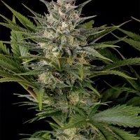Pineapple Skunk Feminised Cannabis Seeds | Humboldt Seed Organisation