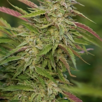 Purple Trainwreck Feminised Cannabis Seeds | Humboldt Seed Organisation