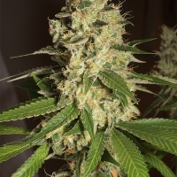 Raspberry Diesel Feminised Cannabis Seeds | Humboldt Seed Organisation