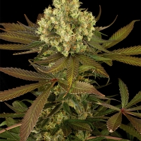 Sour Blueberry Feminised Cannabis Seeds | Humboldt Seed Organisation