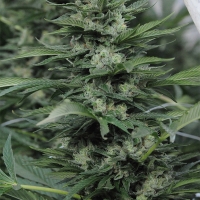 Sour Diesel #2 Feminised Cannabis Seeds | Humboldt Seed Organisation
