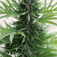 Sour Diesel Auto Feminised Cannabis Seeds | Humboldt Seed Organisation