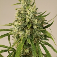Trainwreck Regular Cannabis Seeds | Humboldt Seed Organisation