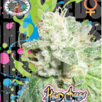 Head Cheese Feminised Cannabis Seeds | Big Buddha Seeds 