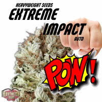 Extreme Impact Auto Feminised Cannabis Seeds | Heavyweight Seeds