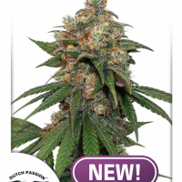 HiFi 4G Feminised Cannabis Seeds | Dutch Passion
