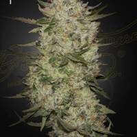 Highcloudz Auto Feminised Cannabis Seeds | Green House Seeds.